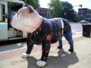 Indiana-Crown-Point-Bulldog.jpg